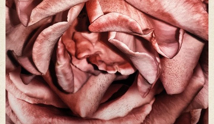 Подрезка кустов роз